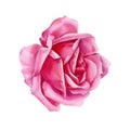 Rose on white background, watercolor botanical illustration, pink flower Royalty Free Stock Photo