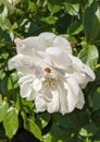 Rose white with a ladybug on the petals in the sun Royalty Free Stock Photo