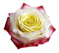 Rose white-pink-yellow flower on white isolated background with clipping path. no shadows. Closeup. Royalty Free Stock Photo