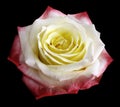 Rose white-red-yellow flower on the black isolated background with clipping path. no shadows. Closeup. Royalty Free Stock Photo