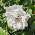 Rose white with a ladybug on the petals in the sun Royalty Free Stock Photo