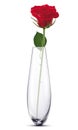 Rose in a white vase. Vector illustration