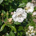 Rose white and white rose buds Royalty Free Stock Photo