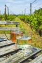 Rose and white wine tasting on vineyard in North Brabant, Netherlands Royalty Free Stock Photo