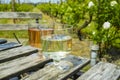 Rose and white wine tasting on vineyard in North Brabant, Netherlands Royalty Free Stock Photo