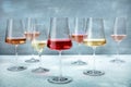 Rose and white wine in a variety of color in elegant glasses at a tasting Royalty Free Stock Photo