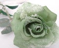 Green Silk Rose in Winter Snow Royalty Free Stock Photo