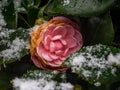 Rose of Winter in snow