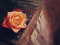 Rose on Wood