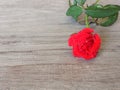 Rose on wood background and space for text