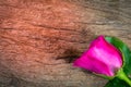 Rose on wood background,Valentines Day.