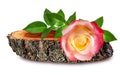 Rose on a wooden ÃÂross section of tree trunk isolated on white Royalty Free Stock Photo