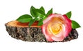 Rose on a wooden ÃÂross section of tree trunk isolated on white Royalty Free Stock Photo