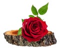 Rose on a wooden ÃâÃÂross section of tree trunk isolated on white Royalty Free Stock Photo