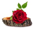 Rose on a wooden ÃÂross section of tree trunk isolated on white Royalty Free Stock Photo