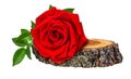 Rose on a wooden ÃÂross section of tree trunk isolated on white Royalty Free Stock Photo