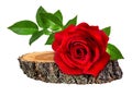 Rose on a wooden ÃÂross section of tree trunk isolated on white Royalty Free Stock Photo