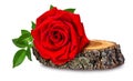 Rose on a wooden ÃÂross section of tree trunk isolated on white Royalty Free Stock Photo