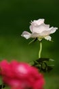 Beautiful Rose flowers after rain morning