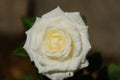 Beautiful Rose flowers after rain morning