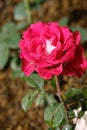 Beautiful Rose flowers after rain morning