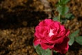 Beautiful Rose flowers after rain morning Royalty Free Stock Photo