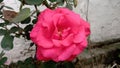 This is a red colour rose flower.