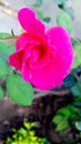 Pink rose flower blades close up