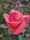 Rose of the year.this is so beautifu flower.This is so attractive.