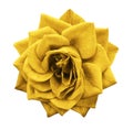 Rose yellow flower on white isolated background with clipping path. no shadows. Closeup. For design. Royalty Free Stock Photo