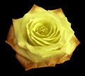 Rose yellow-orange flower on the black isolated background with clipping path. no shadows. Closeup Royalty Free Stock Photo