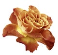 Rose yellow-orange flower on white isolated background with clipping path. Side view. Closeup. Royalty Free Stock Photo