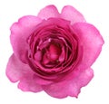 Rose yves piaget Royalty Free Stock Photo