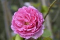 Rose Yves Piaget Royalty Free Stock Photo