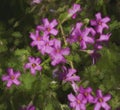 Rosea Pink Wood Sorrel Oxalis crassipes