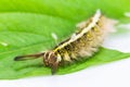 Roseapple caterpillar