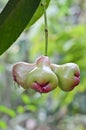 Roseapple on tree