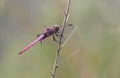 Roseate Skimmer Dragonfly Odonata at Pinckney Island National Wildlife Refuge