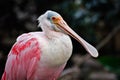 Roseate Spoonbill