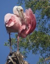 Roseate Spoonbill Royalty Free Stock Photo