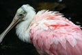 Roseate Spoonbill