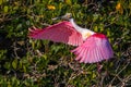 Roseate Spoonbill Royalty Free Stock Photo