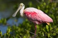 Roseate Spoonbill (Ajaia ajaja) Royalty Free Stock Photo