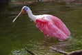Roseate spoonbill Royalty Free Stock Photo