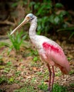 Roseate Spoonbill bird Royalty Free Stock Photo