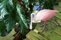 Roseate spoonbill bird