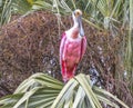 A Roseate Spoonbill bird sitting in a palm tree in Florida