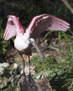 Roseate Spoonbill bird Stock Photos. Roseate Spoonbill bird profile view. Image. Portrait. Picture