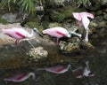 Roseate Spoonbill bird Stock Photos.  Roseate Spoonbill birds profile view. Interaction. Three Roaseate spoonbill with reflection Royalty Free Stock Photo