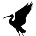 Roseate spoonbill bird vector illustration black silhouette